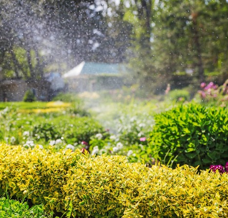 Shrubbery Being Watered